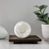 Whipped Shea Body Butter: Best of Both Worlds - Image 2